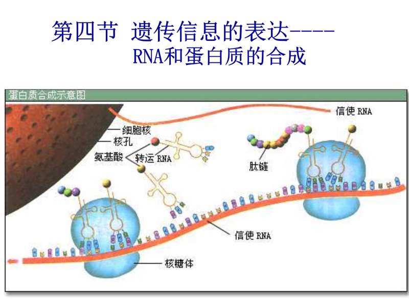 基因工程:打开未来之门的钥匙